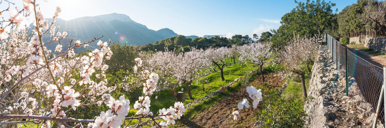 kirschblüten-zeit-auf-mallorca