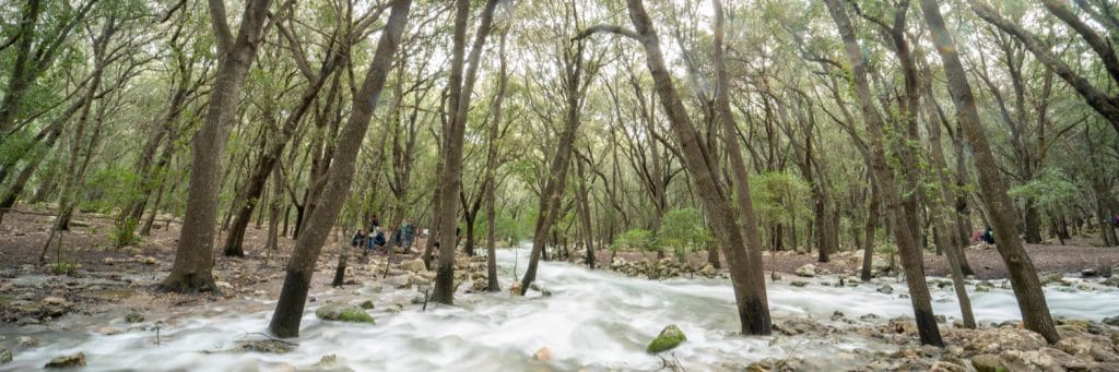 Selva auf Mallorca