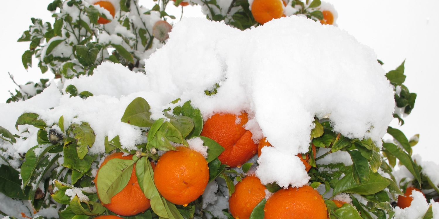 schneebedeckte Orangen auf Mallorca