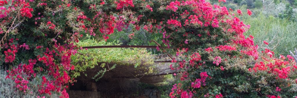 Bougainvillea flowers in Son Serralta de Dalt. Estellencs