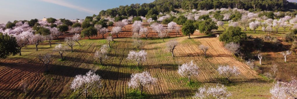 mandelblüte auf mallorca viele-blühende-mandelbäume